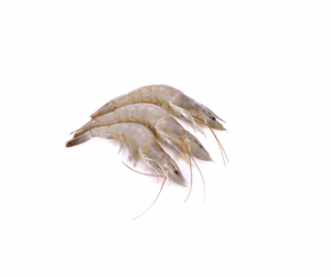 Vannamei shrimps, A2 colour.