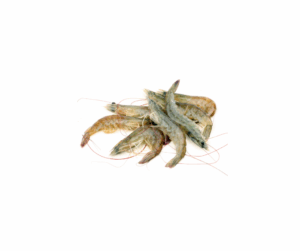 Vannamei shrimps, A3 colour.